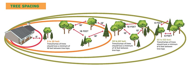 Tree Spacing